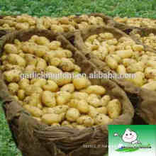 Pommes de terre fraîches / Shandong nouvelle culture Pomme de terre fraîche dans divers paquets / pomme de terre Hollandaise